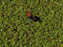 Vom Rio de la Plata ist wenig zu sehen, aber ein Jacana watet über den auf dem Wasser treibenden grünen Teppich