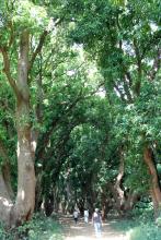 Im Mangohain, die Bäume sollen um die hundert Jahre alt sen.