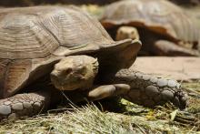 Spornschildkröte im Zoo - um so groß zu werden, braucht es seine Zeit