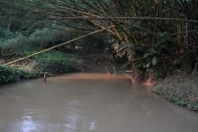 Der Bambus profitiert vom kleinen Fluss, der den Wald von Nord nach Süd durchquert.