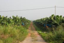 Bananenplantage an der Straße nach Dabou westlich von Abidjan.