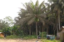 Palmöl-Plantage - die Plantagen in Côte d'ivoire ziehen Arbeitskräfte aus ganz Westafrika an - von Senegal bis Benin.